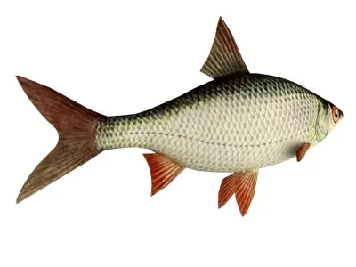 Roach Fish 3D model
