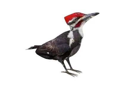 Woodpecker Low Poly Rigged with high quality texture  Low-poly 3D model