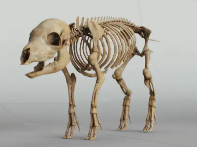 Piglet Skeleton 3D model