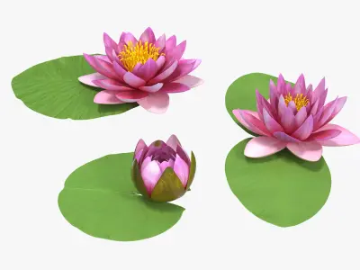Nymphaea Siam Purple Leaf Set 3D model