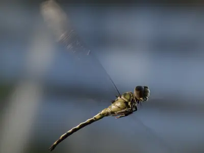 Dragonfly rig animation PBR 3D model