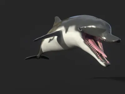 Dolphin Model 13 Animations UnrealEngine and UNITY Low-poly 3D model