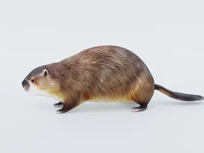 Beaver Free 3D model