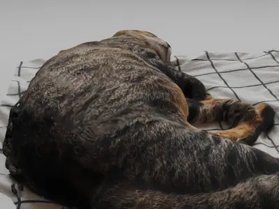 sleeping Cat Low-poly 3D model