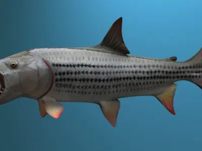 goliaht tiger fish rigged Low-poly 3D model