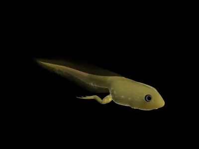 Frog Tadpole 3d model Low-poly 3D model