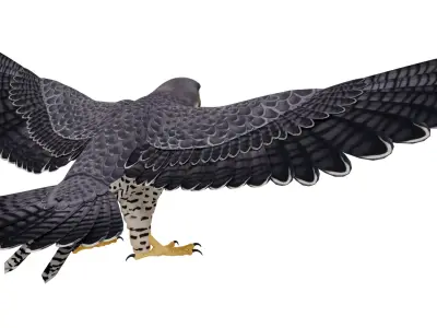 Peregrine Falcon 3D model