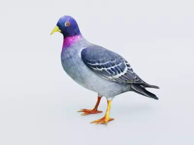 Pigeon Free 3D model