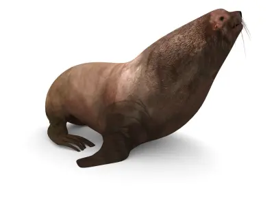 Sea lion Low-poly 3D model