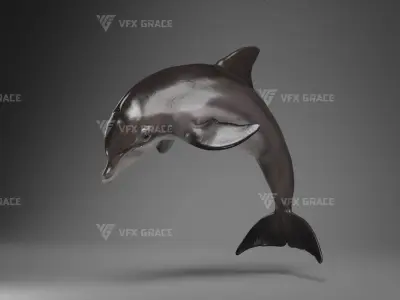 Bottlenose Dolphins Adult Animation - VFX Grace 3D model