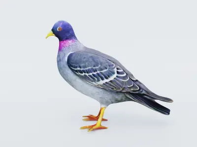 Pigeon Free 3D model