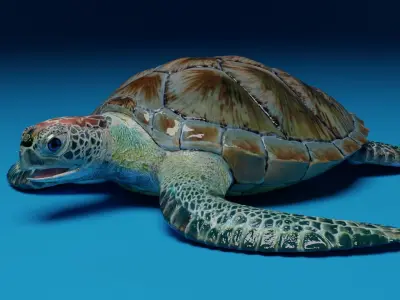 Rigged Green Sea Turtle 3D model