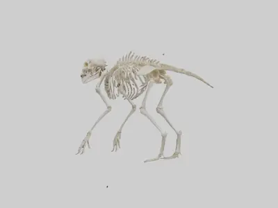 Deltadromeus Skeleton model Low-poly 3D model