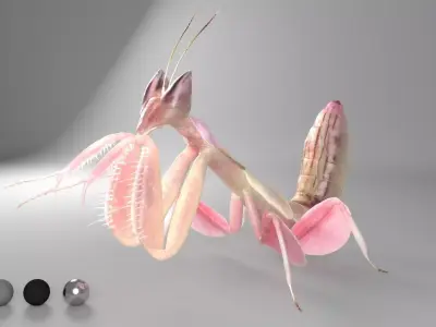 Mantis praying 3D model
