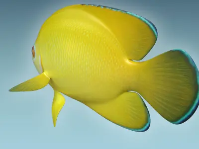 Angle Fish 17 3D model
