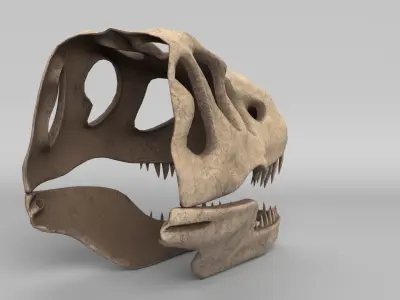Tyrannosaurus Rex Skull 3D model