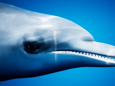 Dolphin Animation Pack - UE4 3ds Max Low-poly 3D model