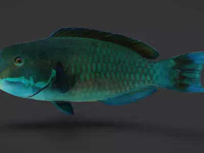 Realistic Parrotfish Animated 3D model