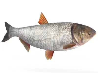 Silver Carp 3D model