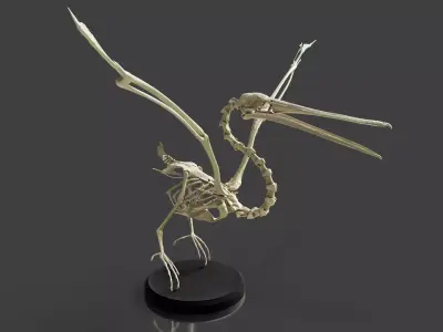 Realistic Pelican Skeleton 3D model