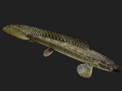 Bichir Low-poly 3D model