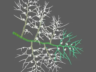 3D Utricularia model branch of plant Low-poly 3D model