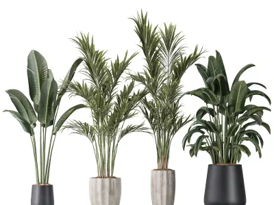 Bird Of ParadiseBird and Areca Majesty Vase 12 3D model