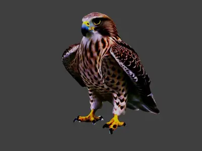 Hawk Animal Low-poly 3D model