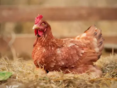 Red Hen Animated VFX Grace 3D model