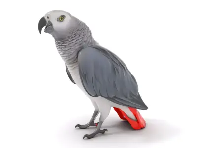 African Grey Parrot model pack Low-poly 3D model