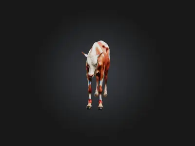 Realistic Injured Calf Model Low-poly 3D model