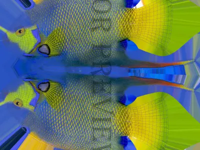 Angel Fish 3d Model 3D model