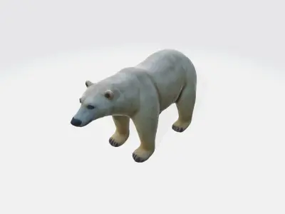A large white polar bear standing  3D model