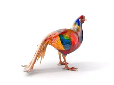 Colorful Pheasant D Model Pack Low-poly 3D model