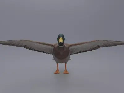 Duck Bird Low-poly 3D model