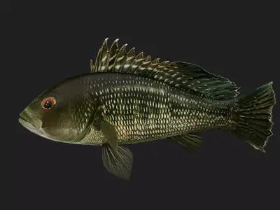 Seabass Low-poly 3D model