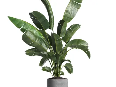 indoor plant 030 3D model