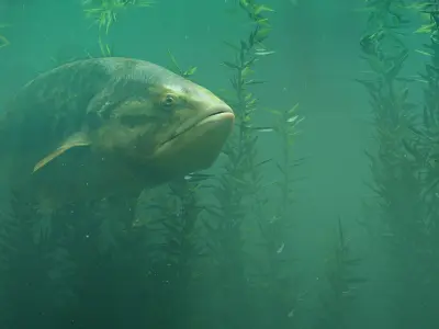 PBR Freshwater Fish Collection Low-poly 3D model