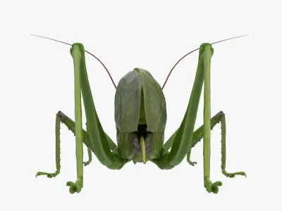 Lifelike Katydid Low-poly 3D model
