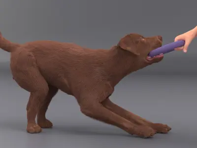 Dog Owner Playing with Labrador Fur 3D model