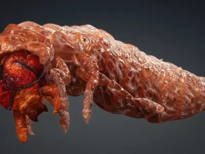 Larval-V1e 3D model