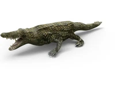 Crocodile 3D Models game ready low poly model 3D model