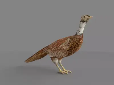 Pheasant 3D 3D model
