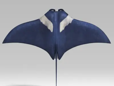 manta ray  rigged 3D model