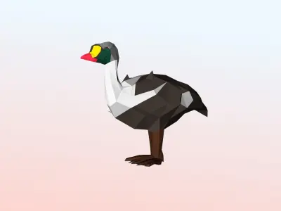 King eider Low Polygon Animal Arctic sea ocean Low-poly 3D model Low-poly 3D model