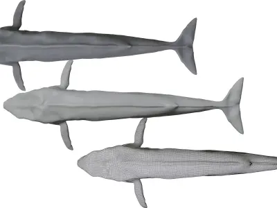 Blue Whale 3D Model Rigged Free low-poly 3D model