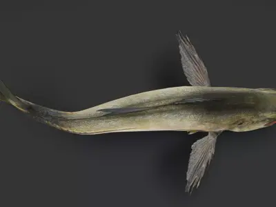 Giant Trevally Fish Animated 3D model