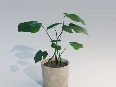Monstera House Plant High Poly 3D model