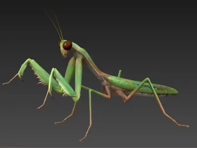 mantis insect Low-poly 3D model