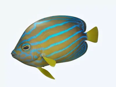 Anglefish 11 3D model
